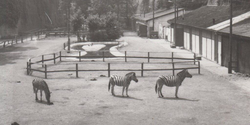 Photographie du parc zoologique de Maubeuge
